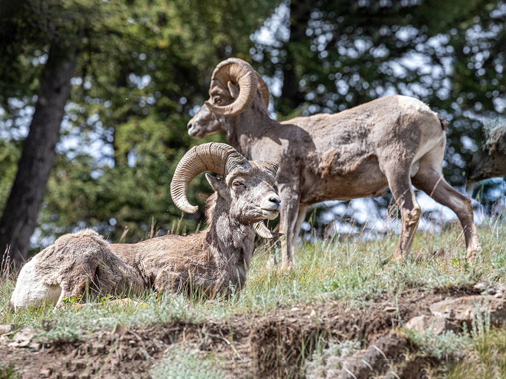 Bighorn-Sheep Alberta, Canada