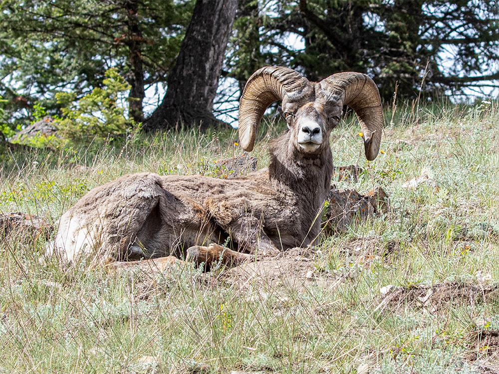 Bighorn-Sheep Alberta, Canada