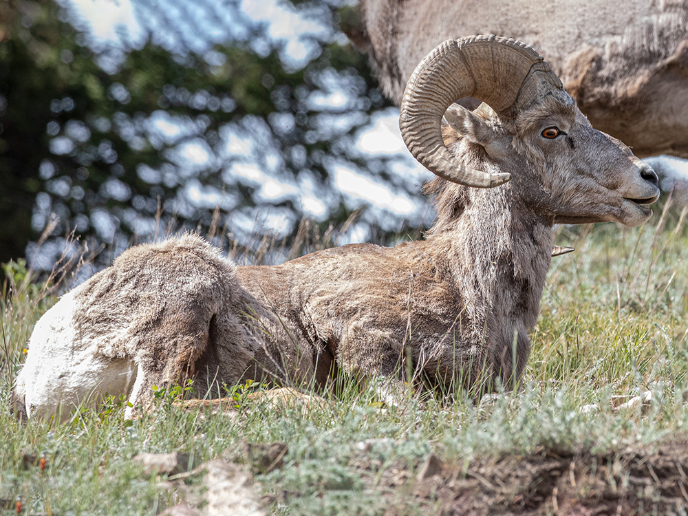 Bighorn-Sheep, Alberta, Canada