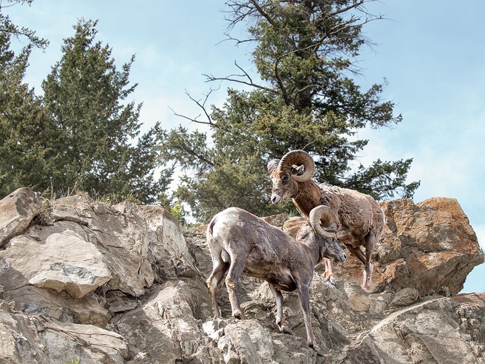 Bighorn-Sheep, Alberta, Canada