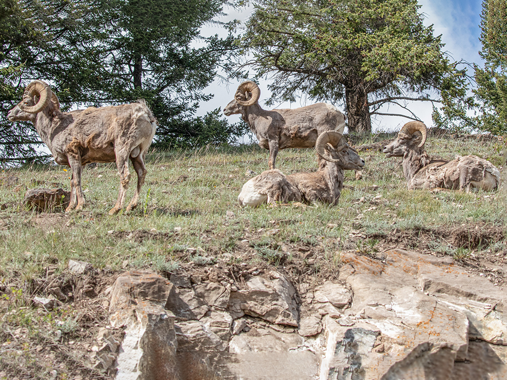 Bighorn-Sheep, Alberta, Canada