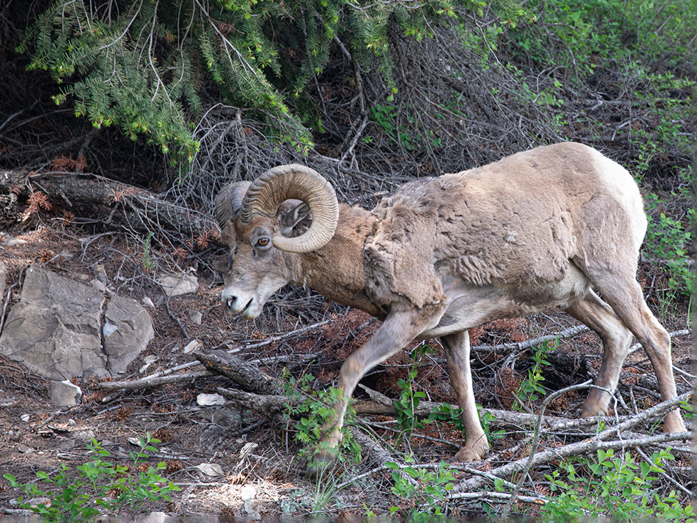 Bighorn-Sheep, Alberta, Canada