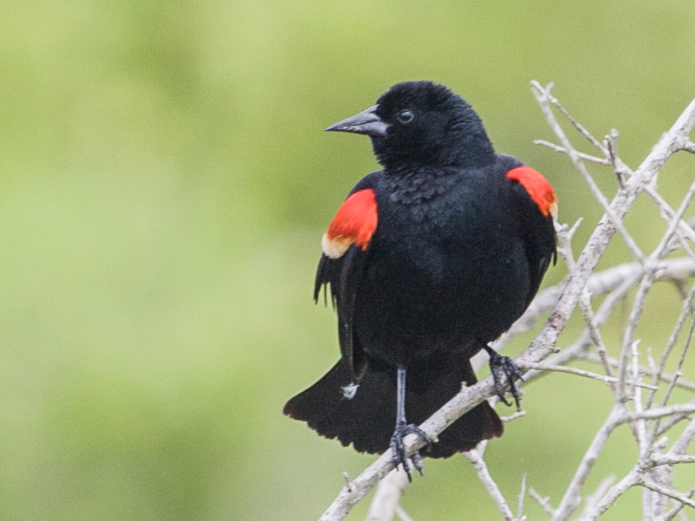 Blackbird-Redwing
