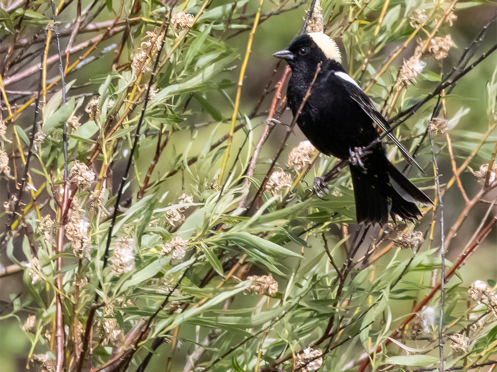 Bobolink