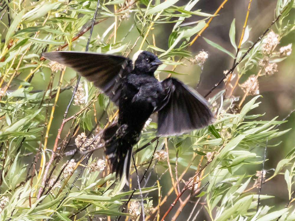 Bobolink, Alberta, Canada