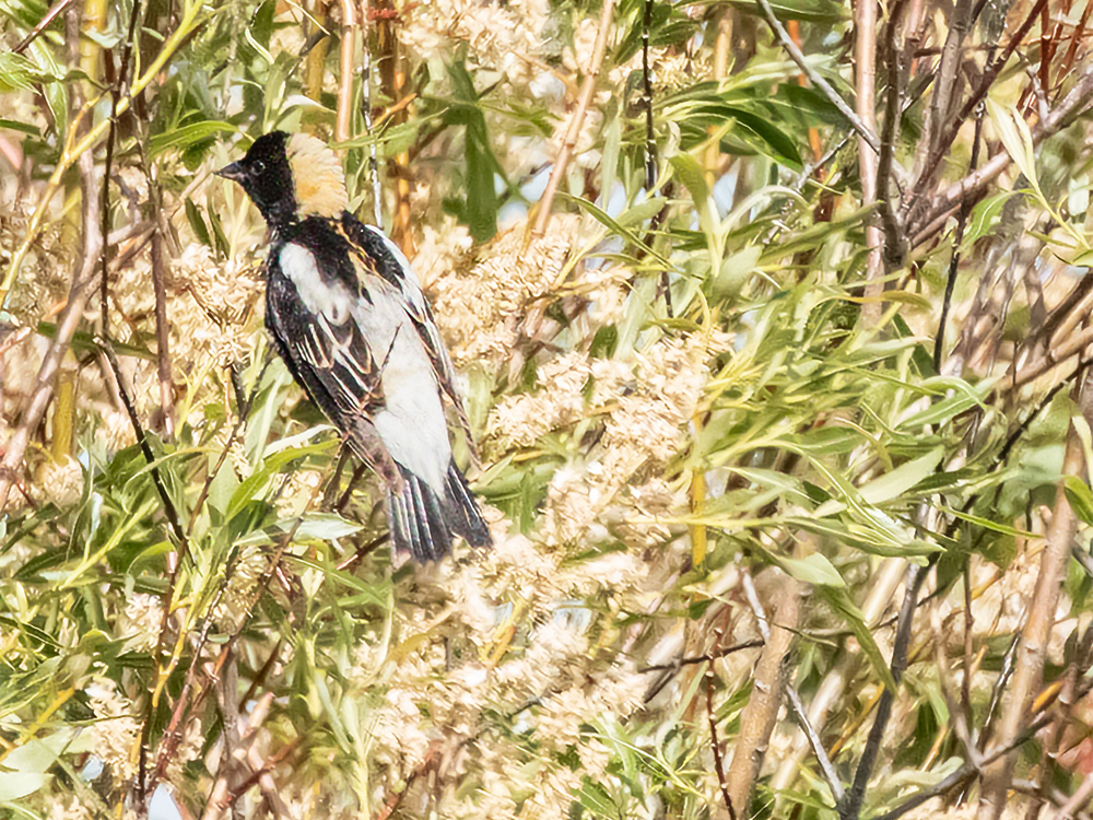 Bobolink, Alberta, Canada