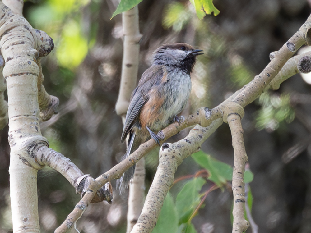 Chickadee-Boreal