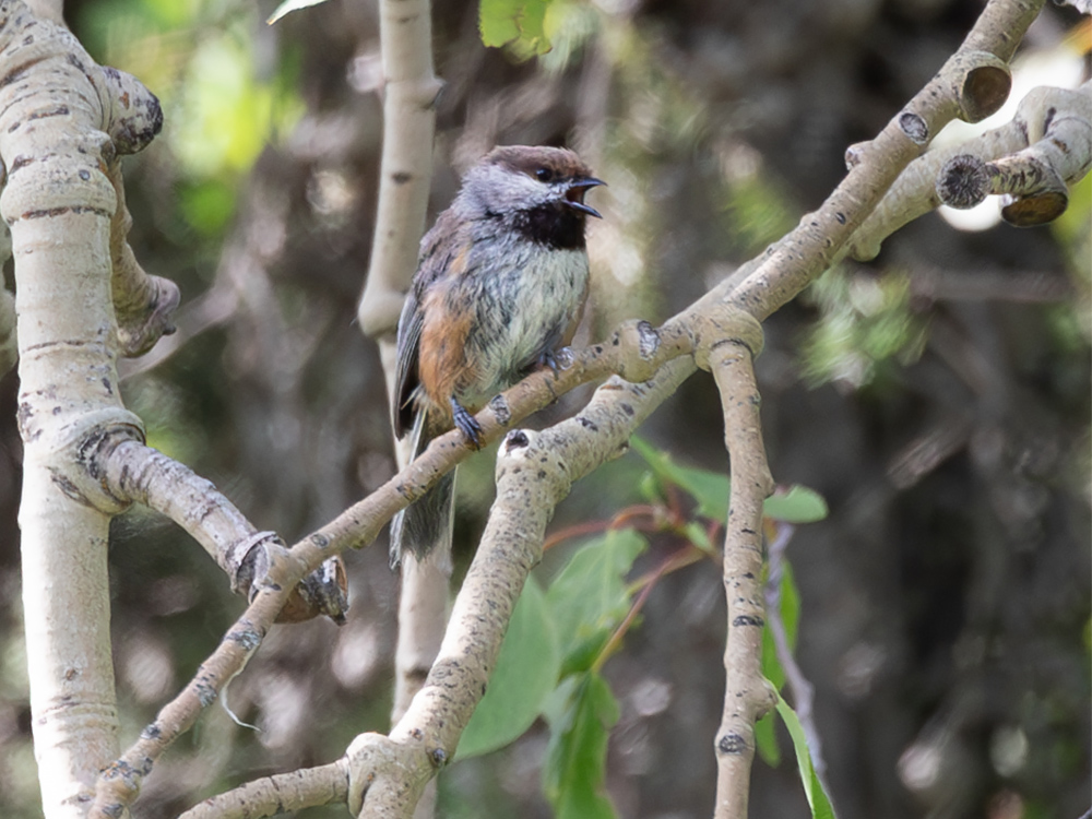 Chickadee-Boreal