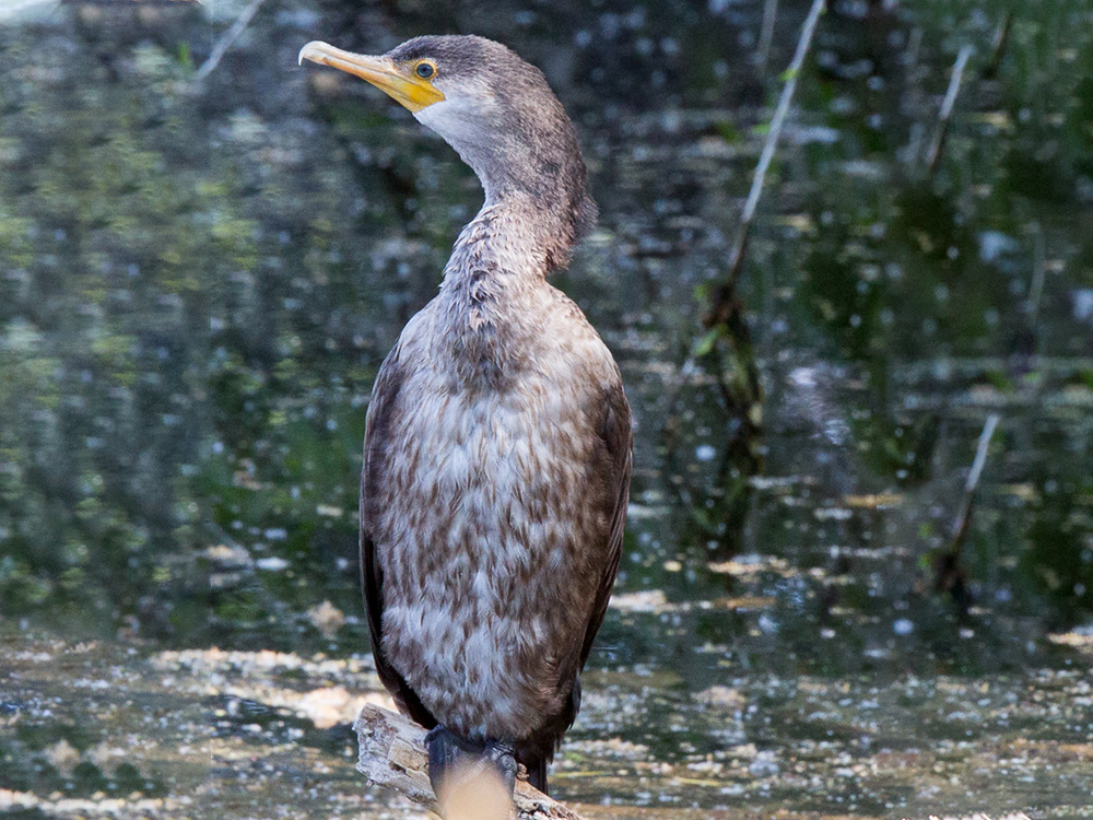 Cormorant-Double-Crested