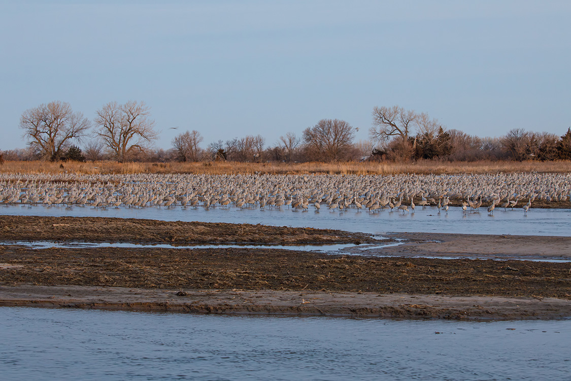 Crane-Sandhill
