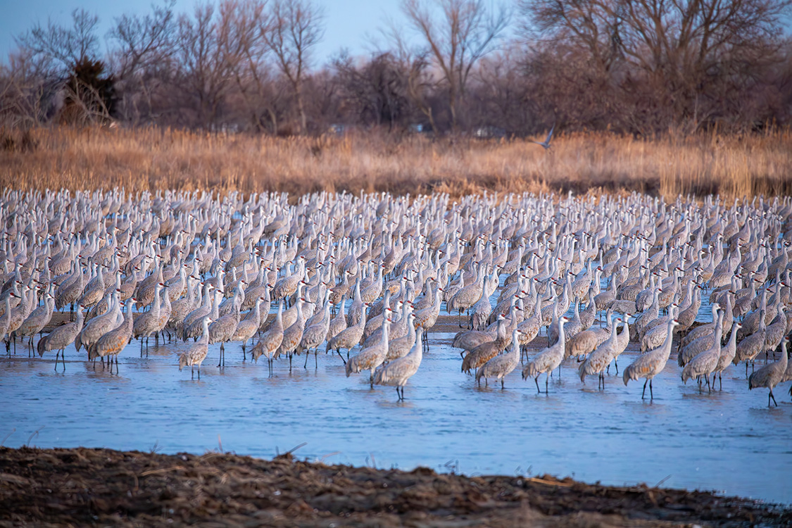Crane-Sandhill