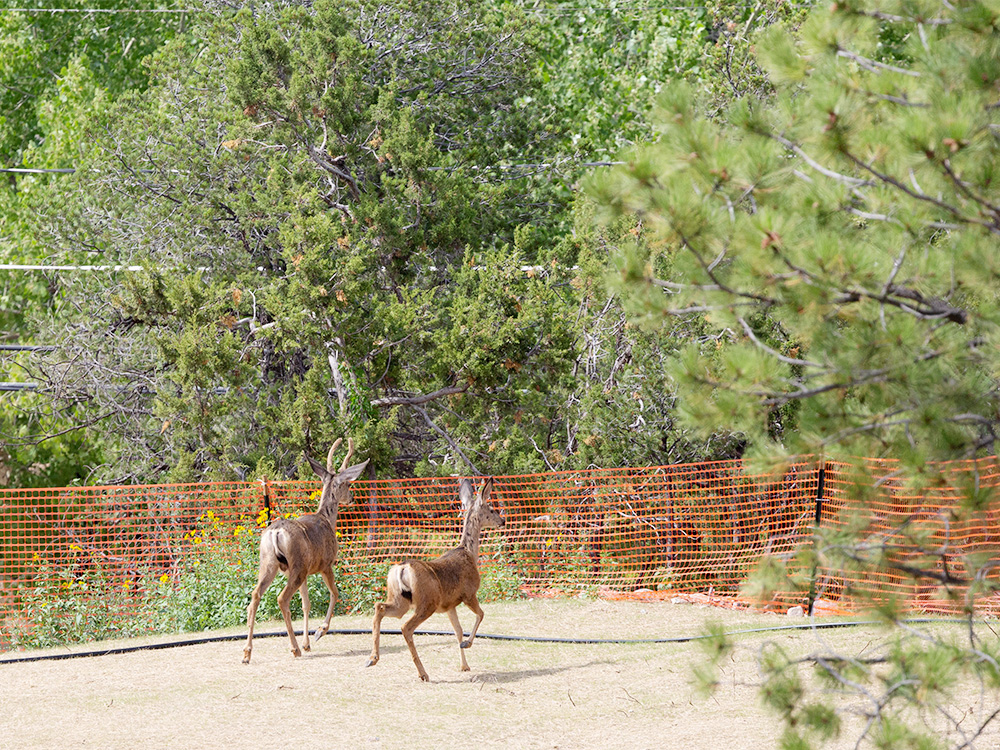 Deer-White-Tailed, New Mexico