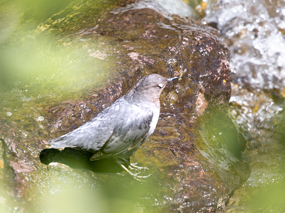 Dipper-American,