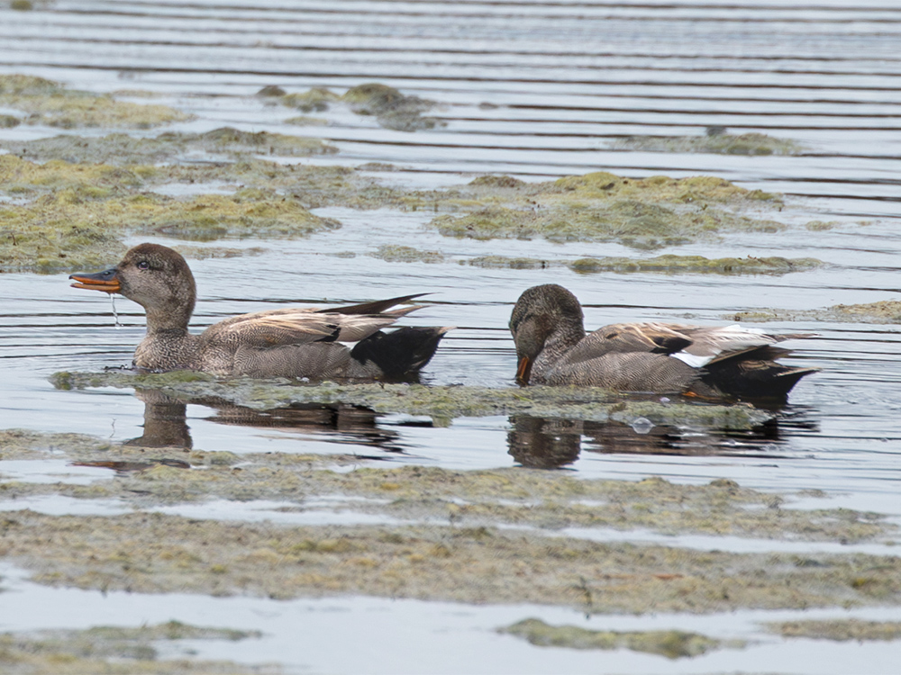 Duck-Gadwall