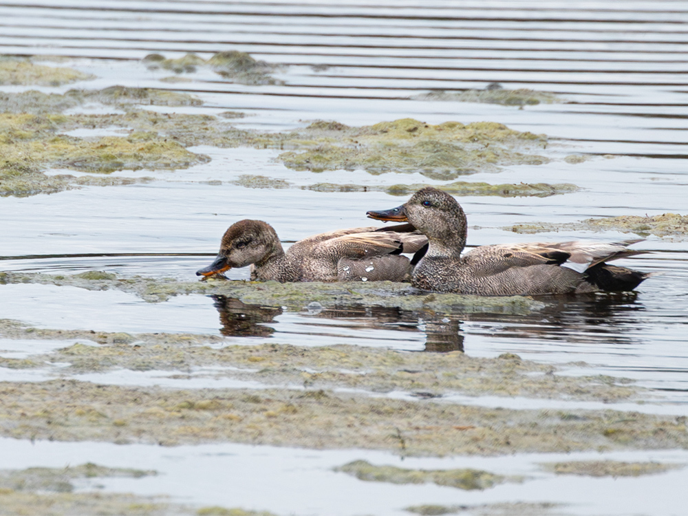 Duck-Gadwall