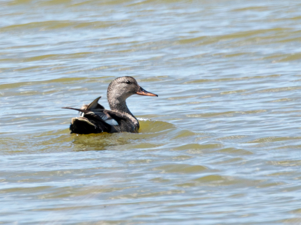 Duck-Gadwall