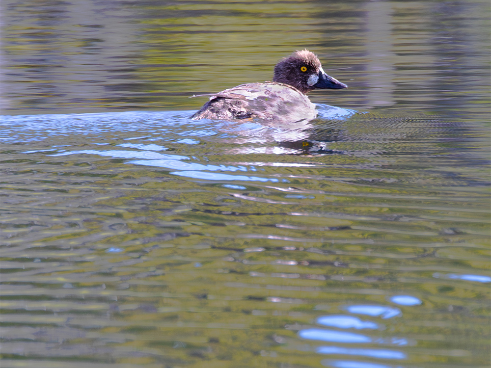 Duck-Goldeneye-Barrows