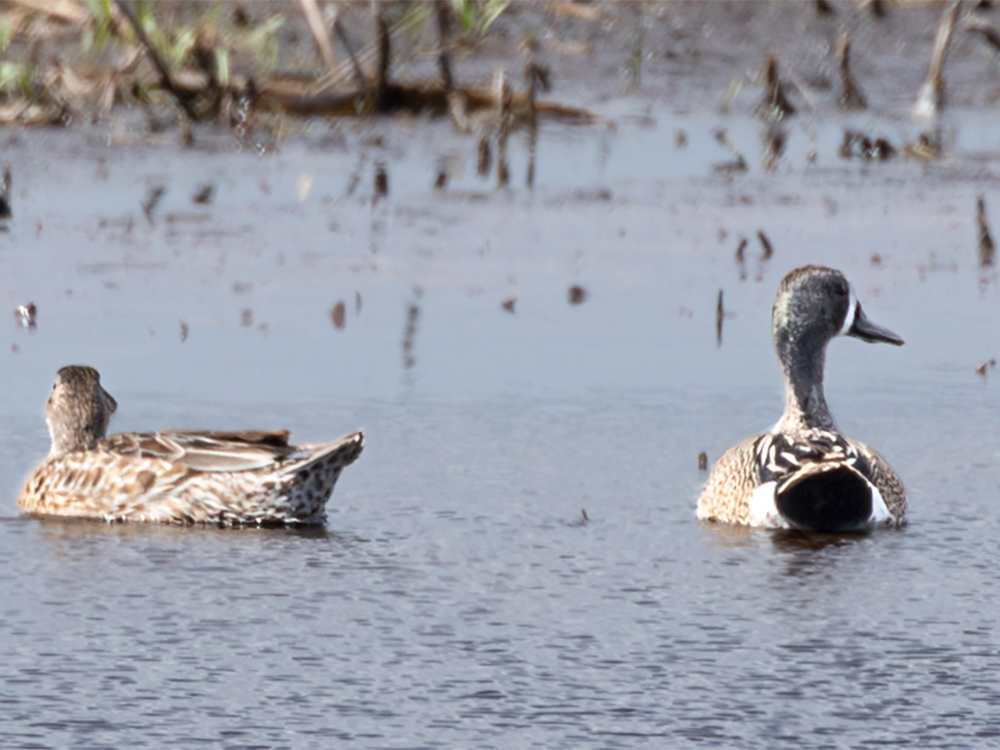 Duck-Ring-Necked