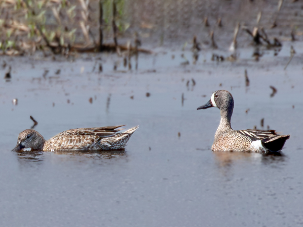 Duck-Ring-Necked