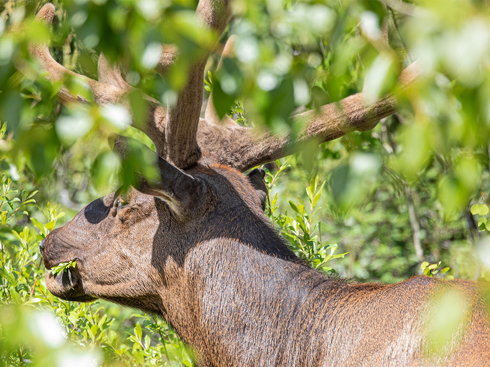 Elk