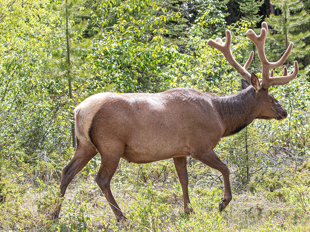 Elk