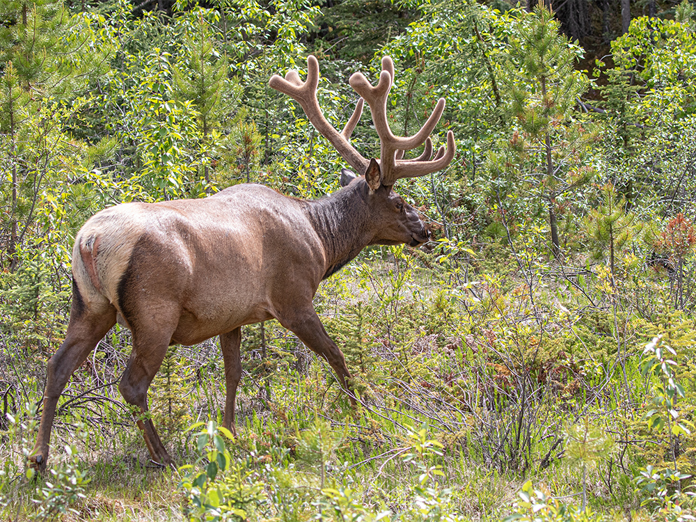 Elk