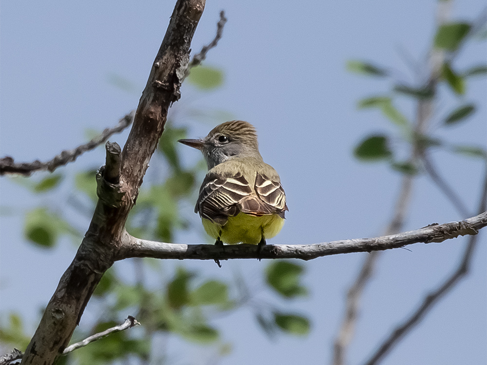 Flycatcher-Alder