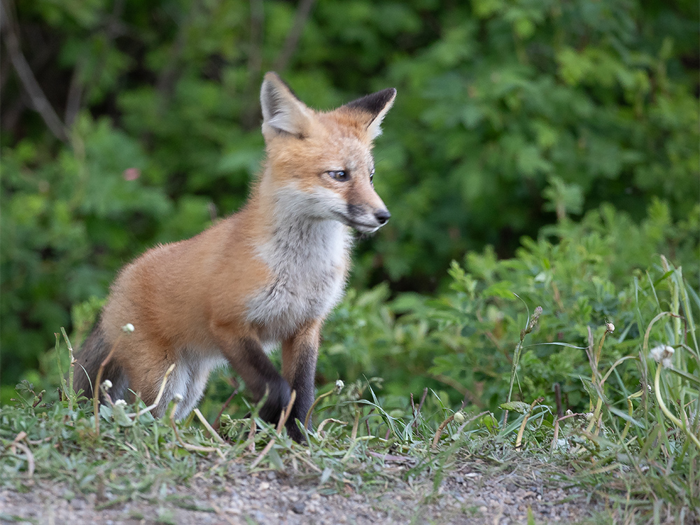 Fox-Red