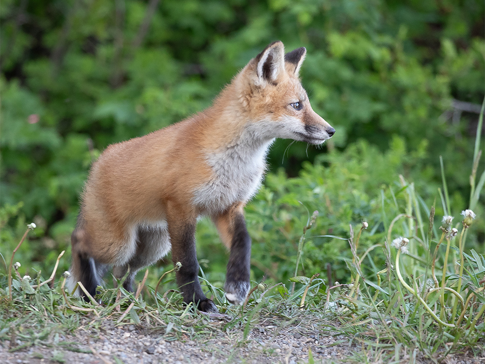 Fox-Red
