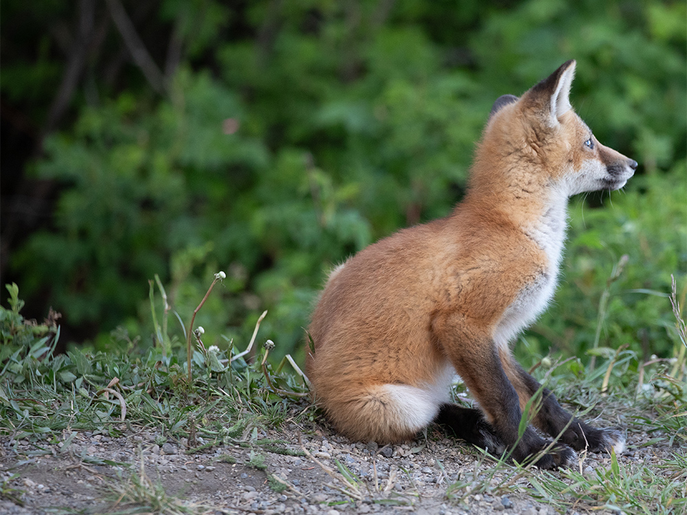 Fox-Red