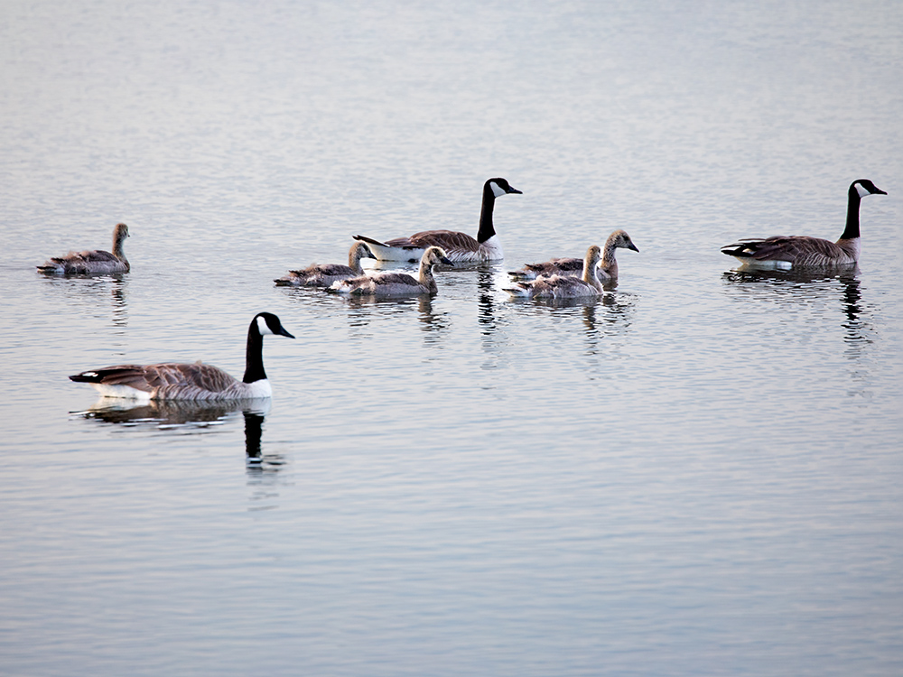 Geese