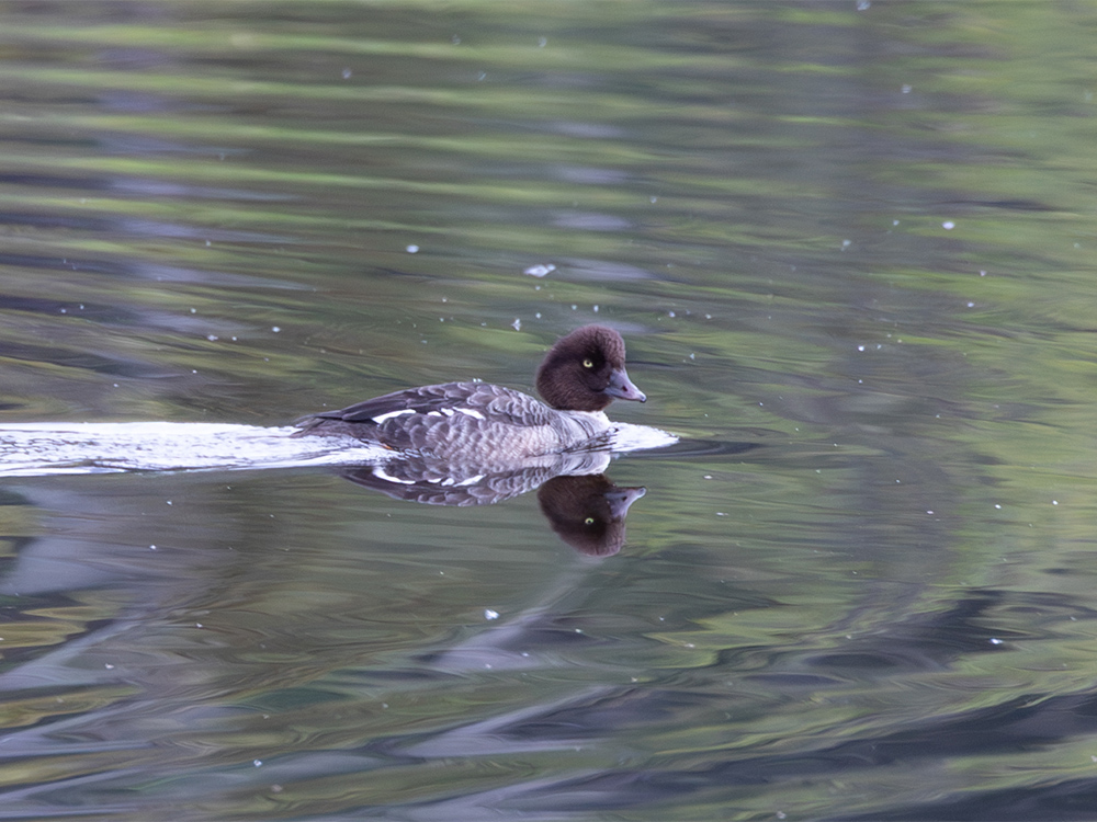 Duck-Golden-Eye-Common