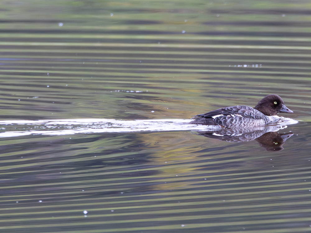 Duck-Golden-Eye-Common