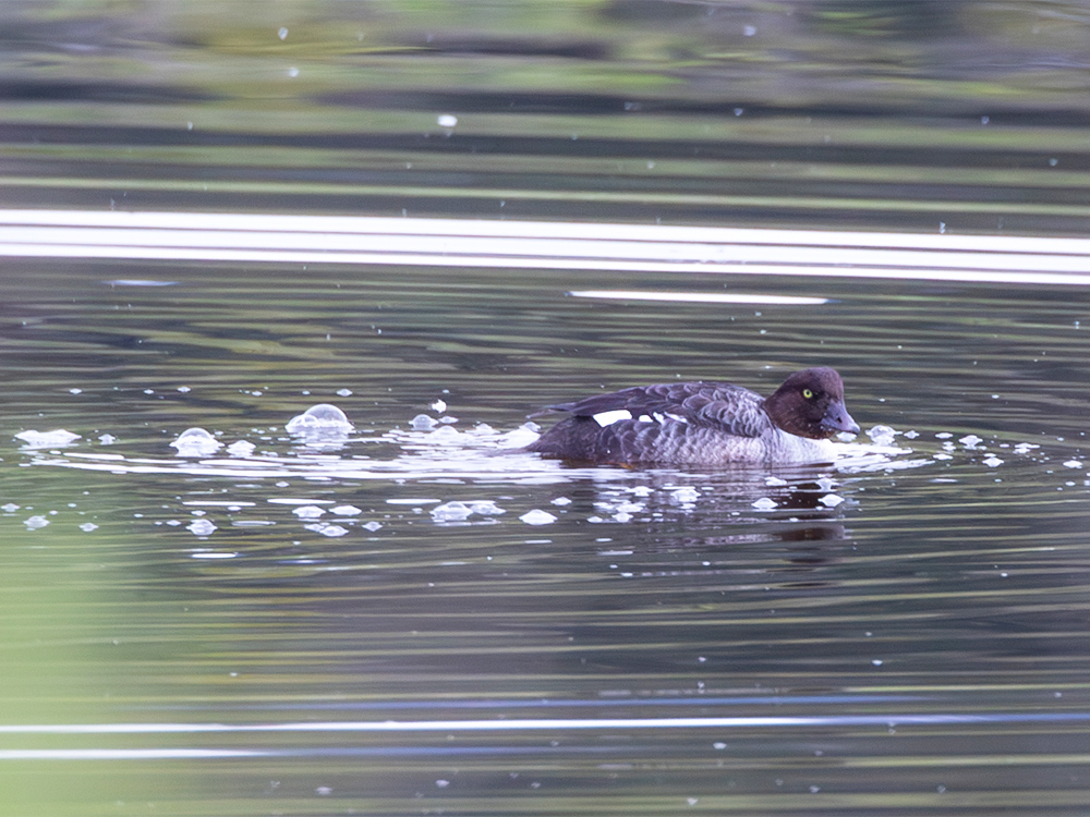 Duck-Golden-Eye-Common