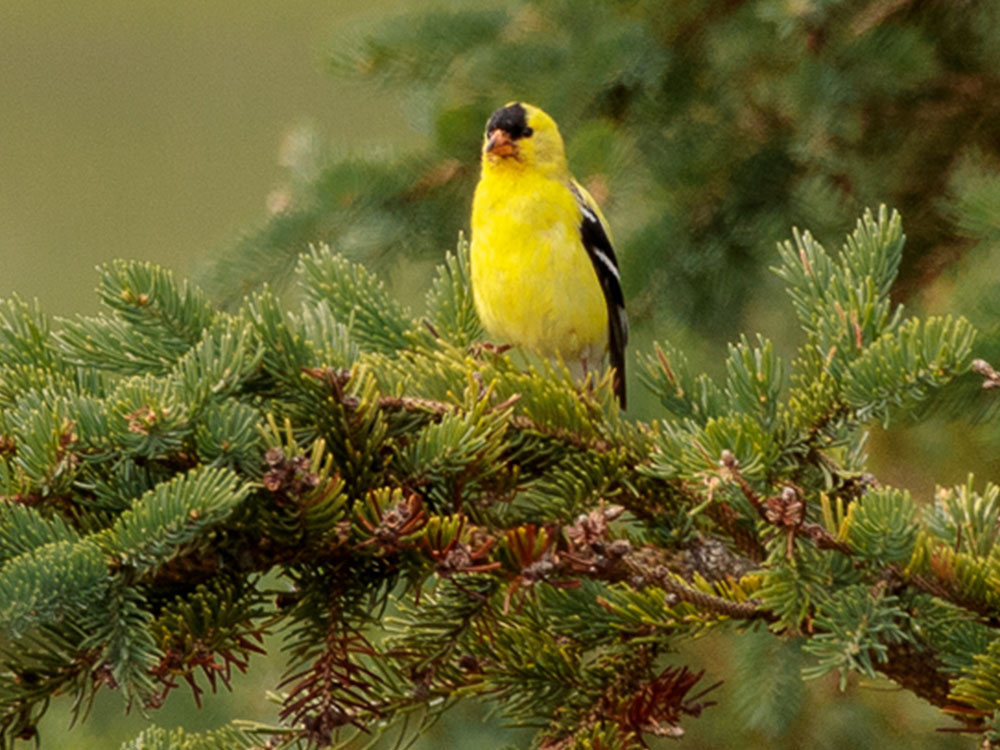 Goldfinch-America