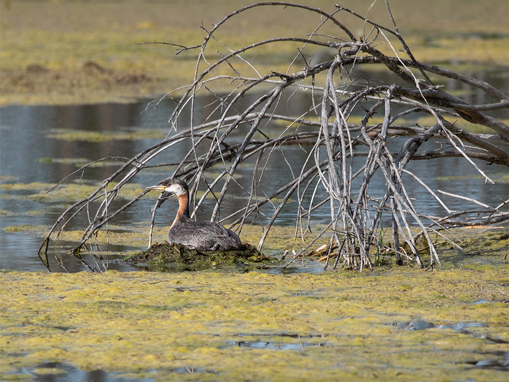 Grebe-Red-Necked