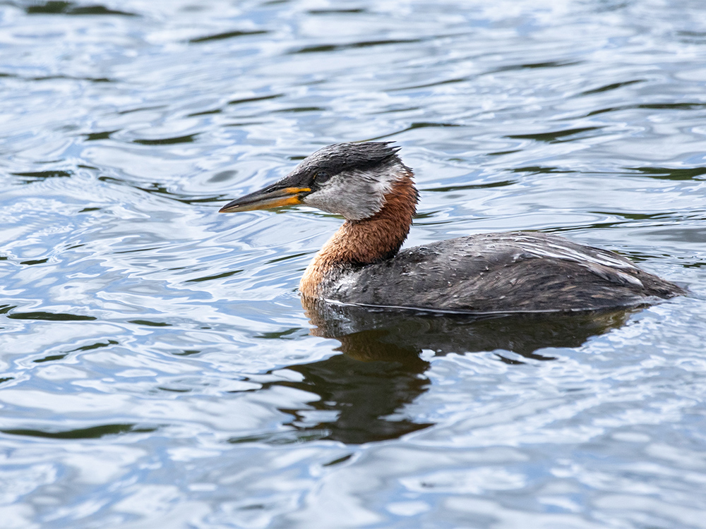 Grebe-Red-Necked