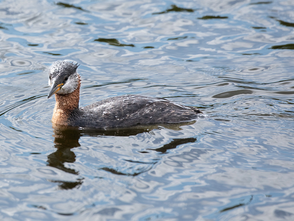 Grebe-Red-Necked