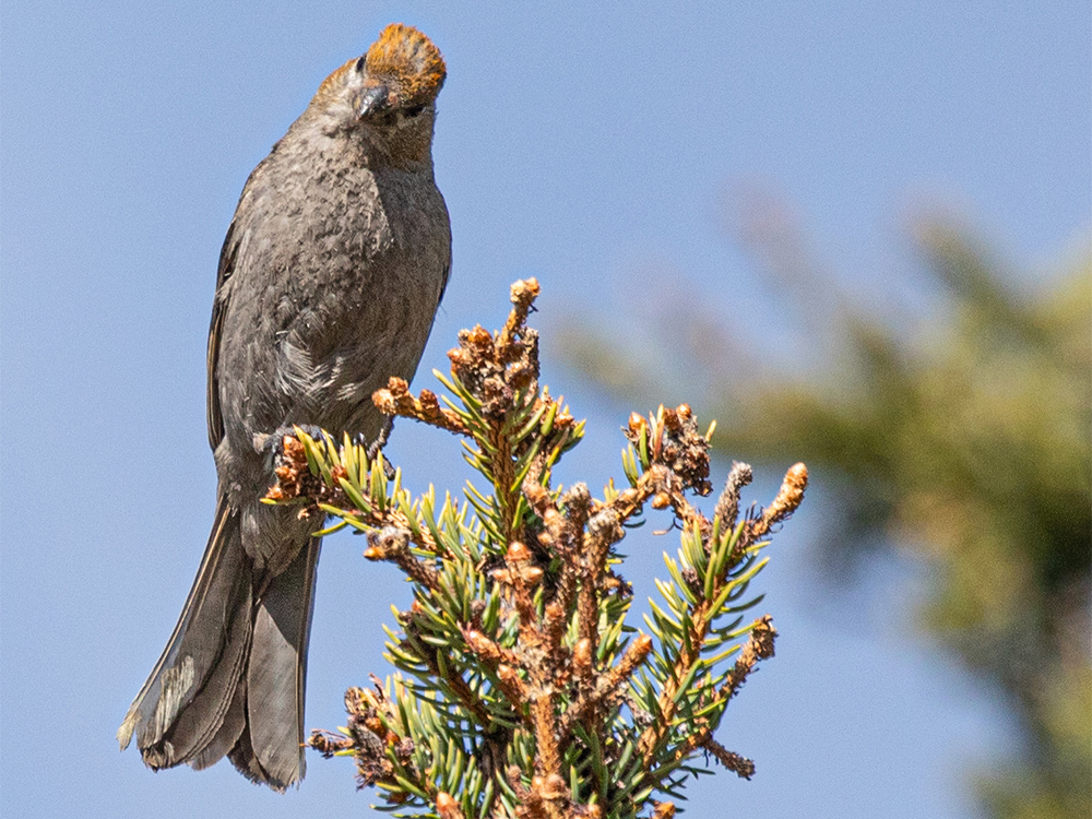 Grosbeak-Pine