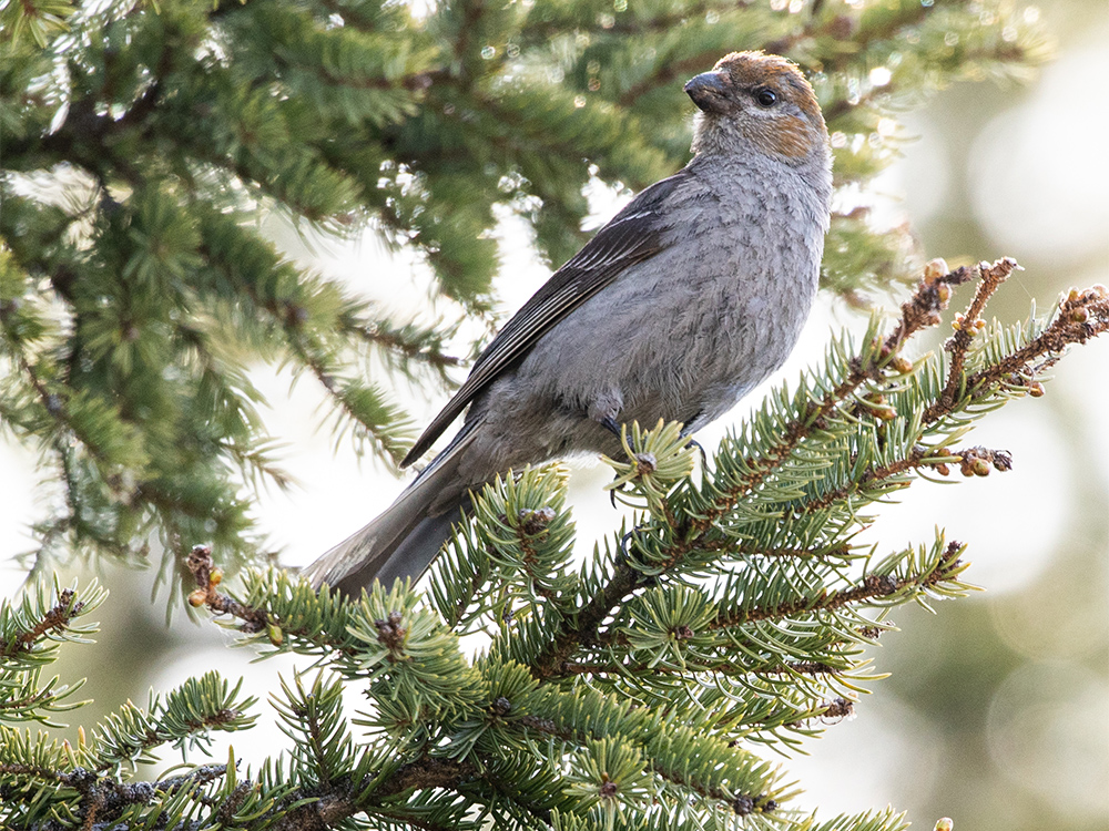 Grosbeak-Pine
