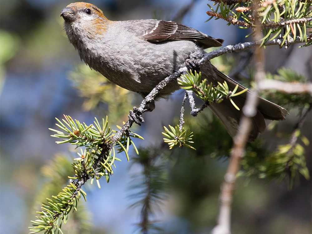 Grosbeak-Pine