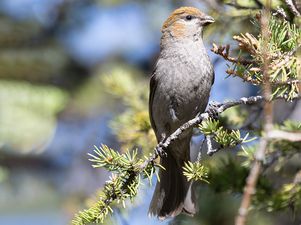 Grosbeak-Pine