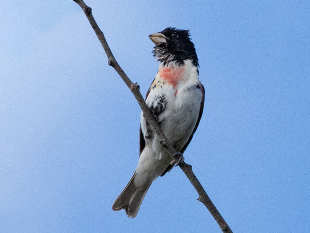 Grosbeak-Rose-Breasted