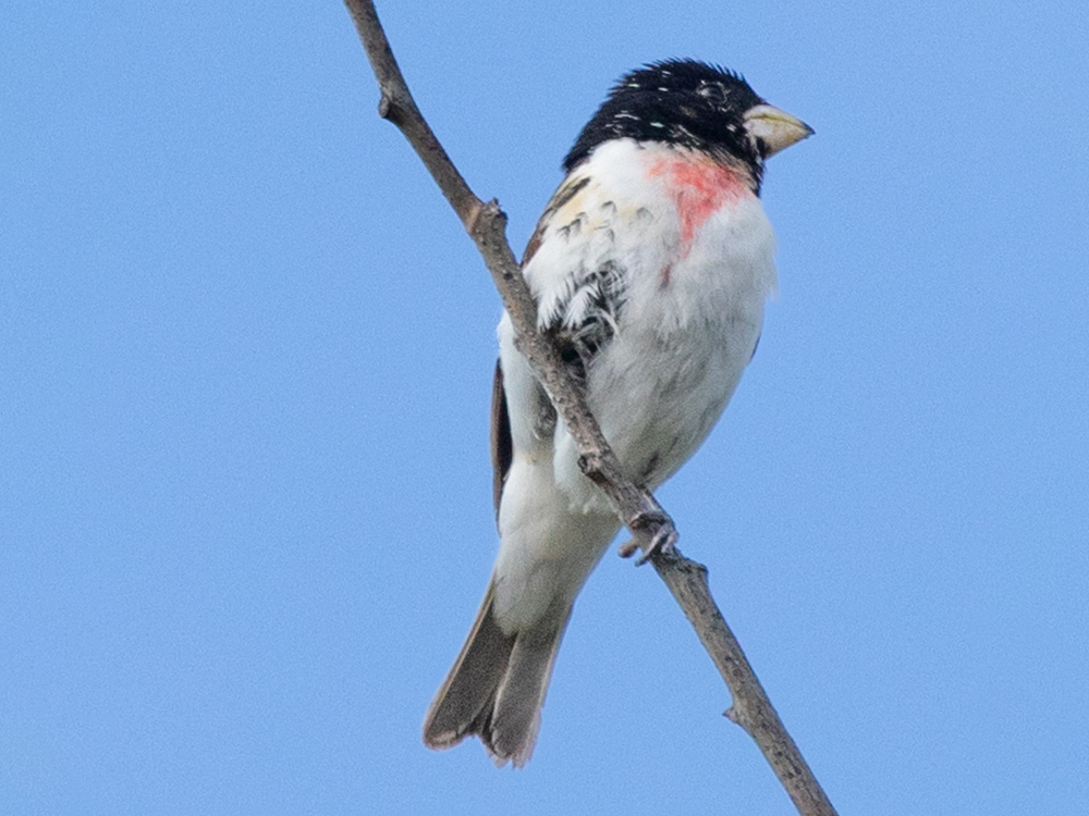 Grosbeak-Rose-Breasted