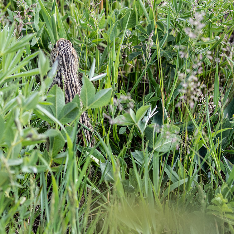 Ground Squirrel Thirteen-Lined,