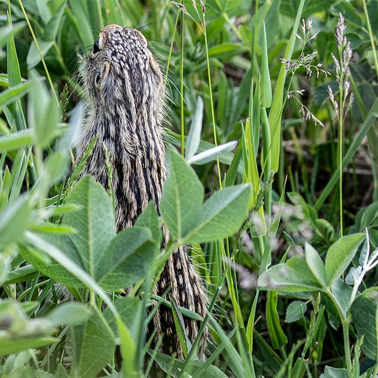 Ground Squirrel Thirteen-Lined