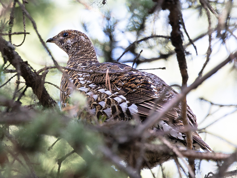 Grouse-Ruffed