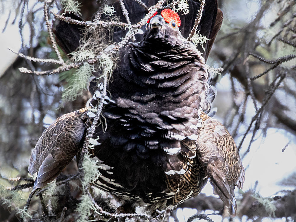 Grouse-Ruffed