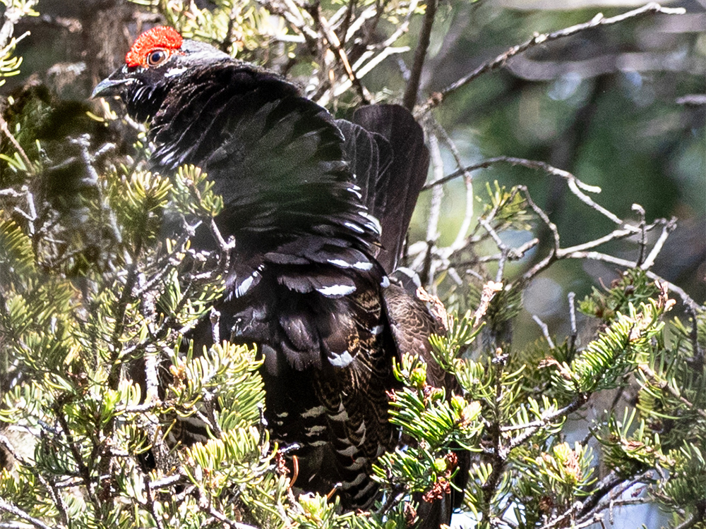 Grouse-Ruffed, Canada