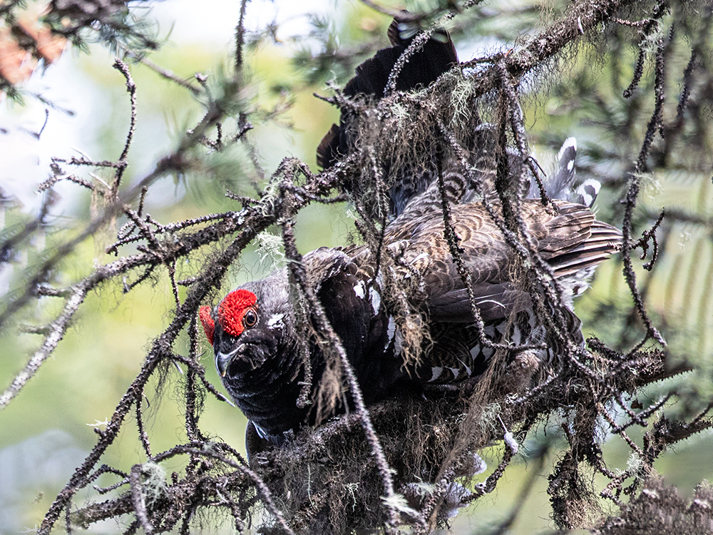 Grouse-Ruffed, Canada